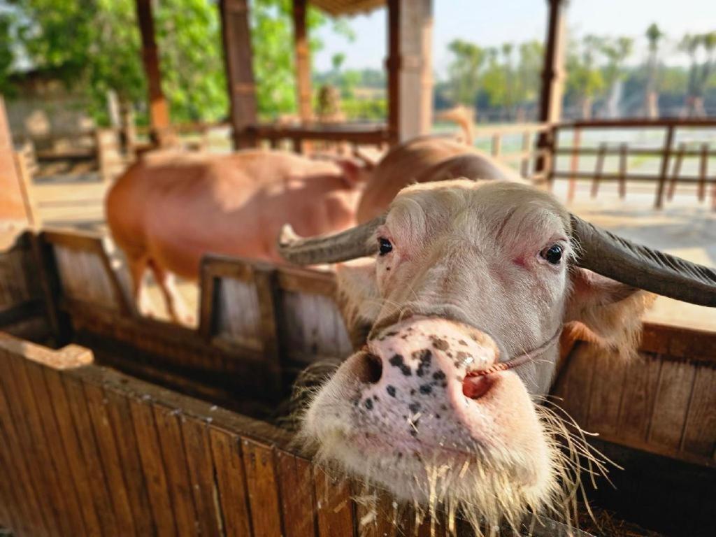 Hotel The Buffalo Amphawa Samut Songkhram Esterno foto