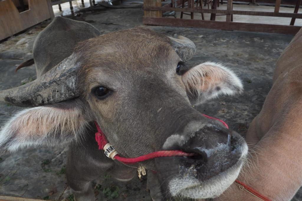 Hotel The Buffalo Amphawa Samut Songkhram Esterno foto